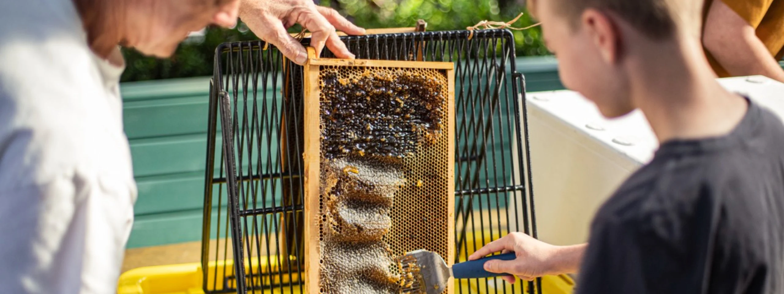 Kids' Honey Workshops